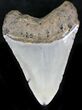Bargain Megalodon Tooth - North Carolina #22946-2